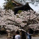 京都桜情報2008