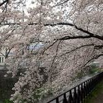 京都桜情報2008