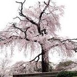 京都桜情報2008