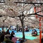 京都桜情報2008