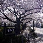 京都桜情報2008