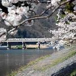 京都桜情報2008