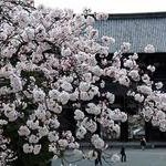京都桜情報2008