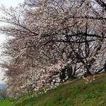 京都桜情報2008