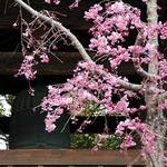 京都桜情報2008