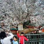 京都桜情報2008