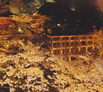 京都桜情報2008