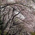 東山南山麓・日吉ヶ丘高校の桜