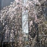 社会