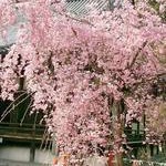 社会