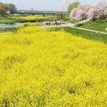 黄色い菜の花とピンクの桜　上鳥羽京川橋付近投稿者：仲野良典さん
