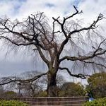 円山公園〈１〉Maruyama Park