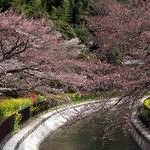 京都桜情報2010