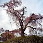 円山公園〈２〉Maruyama Park