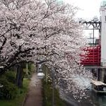 京都桜情報2010