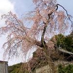 京都桜情報2010