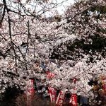 京都桜情報2010