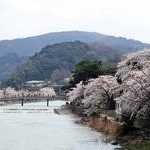 京都桜情報2010