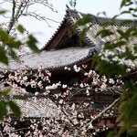 京都桜情報2010