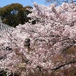 鮮やか桜満開の光明寺