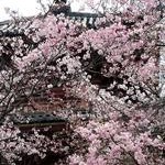 大山崎町の桜