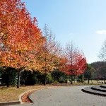 京都紅葉情報2010