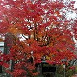 京都紅葉情報2010