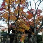 京都紅葉情報2010