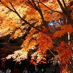 醍醐寺Daigo-ji Temple