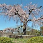 社会