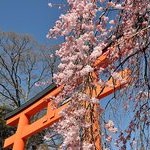 京都桜情報2011