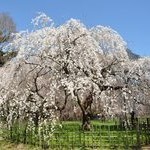 京都桜情報2011