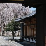 京都桜情報2011