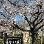 京都桜情報2011
