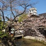京都桜情報2011