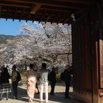 京都桜情報2011