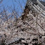 京都桜情報2011