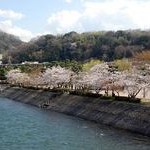 京都桜情報2011