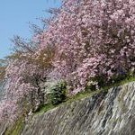 京都桜情報2011