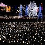 美しく輝くクリスマス・イルミネーション　府立植物園