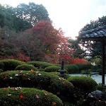 京都紅葉情報2008