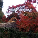 京都紅葉情報2008