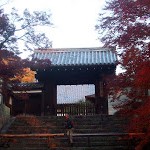 京都紅葉情報2008