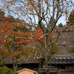 京都紅葉情報2008