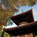 京都紅葉情報2008