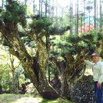 自然と歴史が育んだ「北山杉の里」魅力味わって　北区中川　３年ぶりにガイドツアー開催