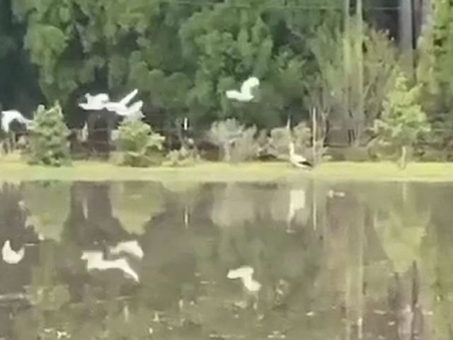 コウノトリが京都市右京区京北に飛来　餌が豊富、豊かな自然環境で営巣